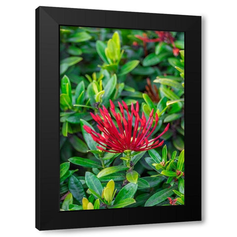 Jungle flame Black Modern Wood Framed Art Print with Double Matting by Engelbrecht, Lisa S.