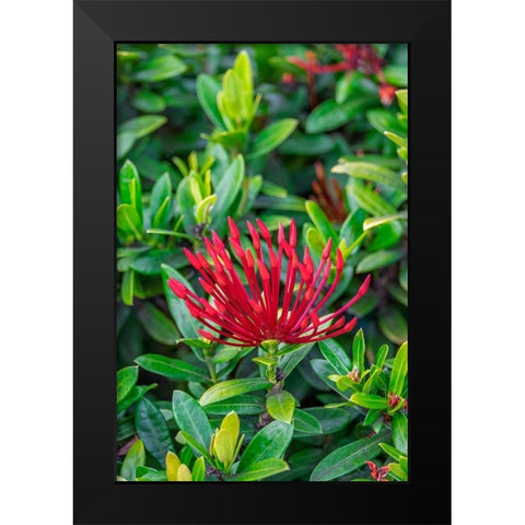 Jungle flame Black Modern Wood Framed Art Print by Engelbrecht, Lisa S.