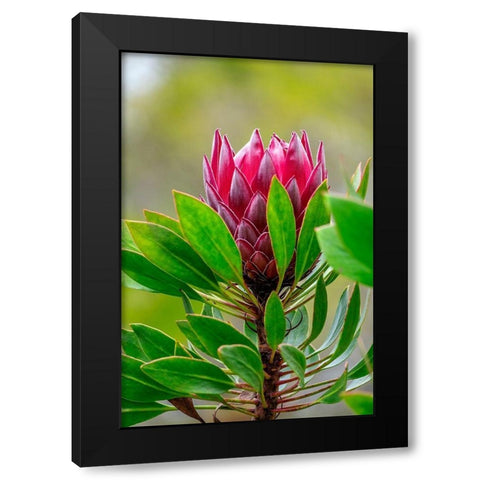 King Protea flower Black Modern Wood Framed Art Print by Engelbrecht, Lisa S.