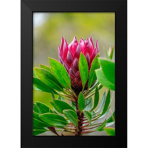 King Protea flower Black Modern Wood Framed Art Print by Engelbrecht, Lisa S.