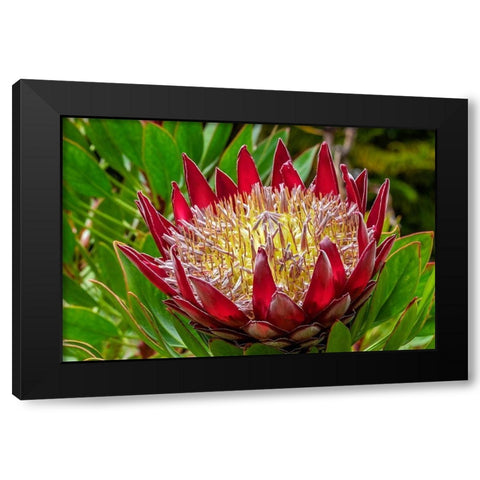 King Protea flower Black Modern Wood Framed Art Print with Double Matting by Engelbrecht, Lisa S.