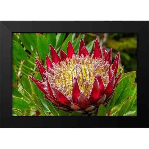 King Protea flower Black Modern Wood Framed Art Print by Engelbrecht, Lisa S.