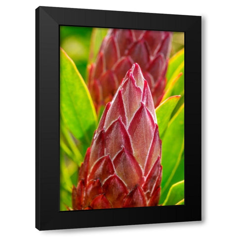 King Protea flower Black Modern Wood Framed Art Print with Double Matting by Engelbrecht, Lisa S.