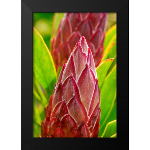 King Protea flower Black Modern Wood Framed Art Print by Engelbrecht, Lisa S.