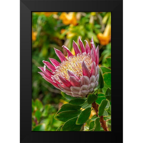 King Protea flower Black Modern Wood Framed Art Print by Engelbrecht, Lisa S.