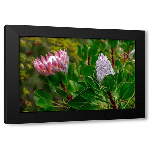 King Protea flower Black Modern Wood Framed Art Print with Double Matting by Engelbrecht, Lisa S.