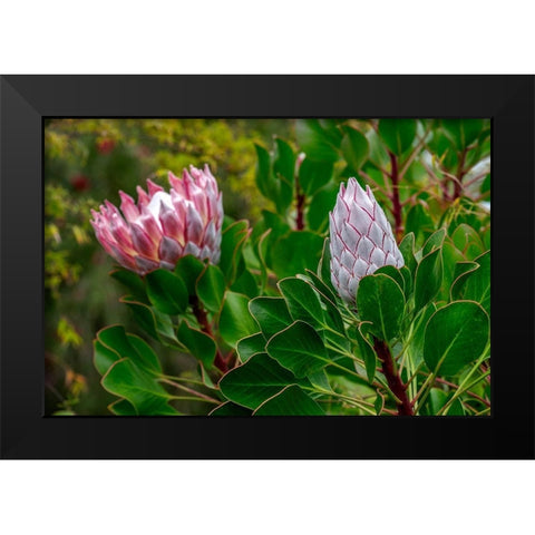 King Protea flower Black Modern Wood Framed Art Print by Engelbrecht, Lisa S.