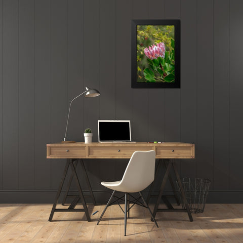 King Protea flower Black Modern Wood Framed Art Print by Engelbrecht, Lisa S.