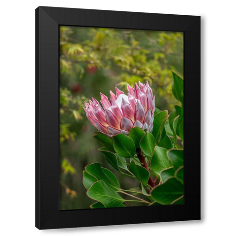 King Protea flower Black Modern Wood Framed Art Print with Double Matting by Engelbrecht, Lisa S.