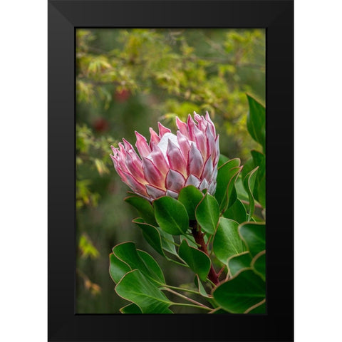 King Protea flower Black Modern Wood Framed Art Print by Engelbrecht, Lisa S.