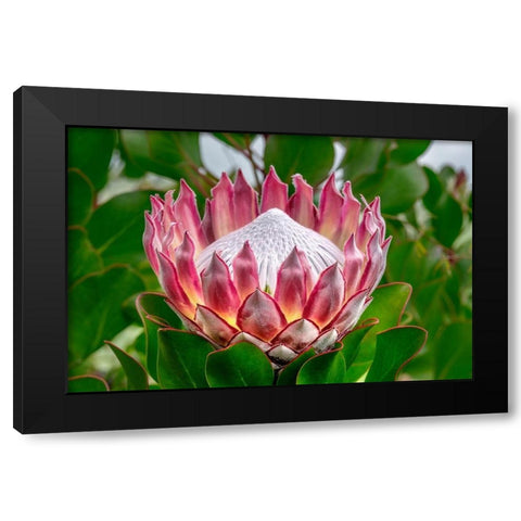 King Protea flower Black Modern Wood Framed Art Print with Double Matting by Engelbrecht, Lisa S.