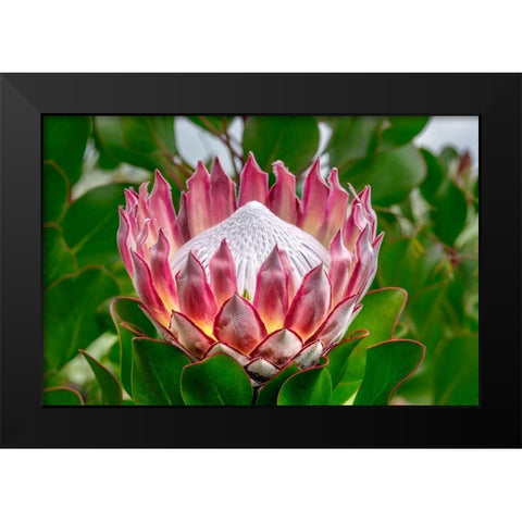 King Protea flower Black Modern Wood Framed Art Print by Engelbrecht, Lisa S.