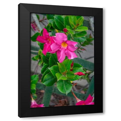 Mandevilla-Mexican love vine Black Modern Wood Framed Art Print with Double Matting by Engelbrecht, Lisa S.
