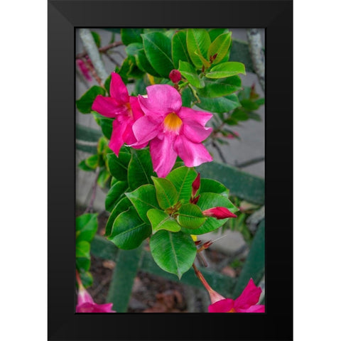 Mandevilla-Mexican love vine Black Modern Wood Framed Art Print by Engelbrecht, Lisa S.