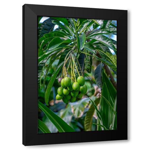 Mango fruit tree Black Modern Wood Framed Art Print with Double Matting by Engelbrecht, Lisa S.