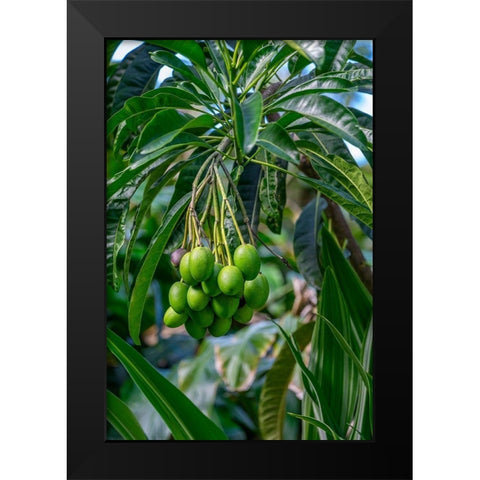 Mango fruit tree Black Modern Wood Framed Art Print by Engelbrecht, Lisa S.