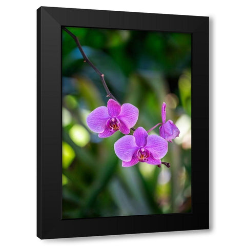 Moth Orchid Black Modern Wood Framed Art Print with Double Matting by Engelbrecht, Lisa S.