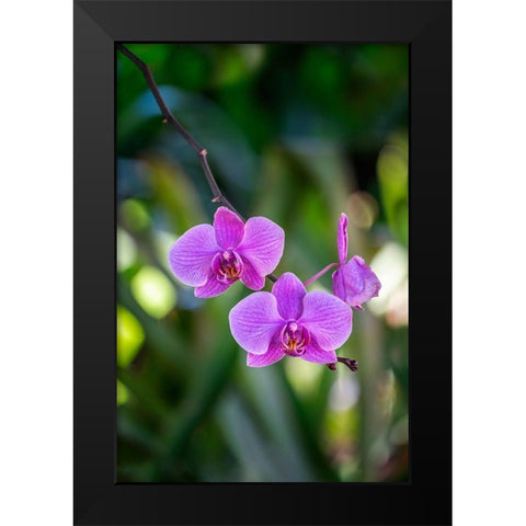 Moth Orchid Black Modern Wood Framed Art Print by Engelbrecht, Lisa S.