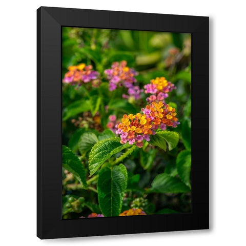 Multi-colored Lantana Black Modern Wood Framed Art Print with Double Matting by Engelbrecht, Lisa S.
