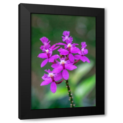 Orchid-Epidendrum Black Modern Wood Framed Art Print with Double Matting by Engelbrecht, Lisa S.