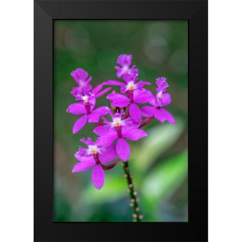 Orchid-Epidendrum Black Modern Wood Framed Art Print by Engelbrecht, Lisa S.
