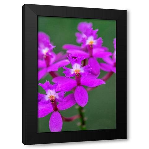 Orchid-Epidendrum Black Modern Wood Framed Art Print with Double Matting by Engelbrecht, Lisa S.