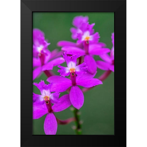 Orchid-Epidendrum Black Modern Wood Framed Art Print by Engelbrecht, Lisa S.