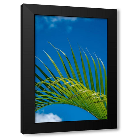 Palm frond Black Modern Wood Framed Art Print by Engelbrecht, Lisa S.