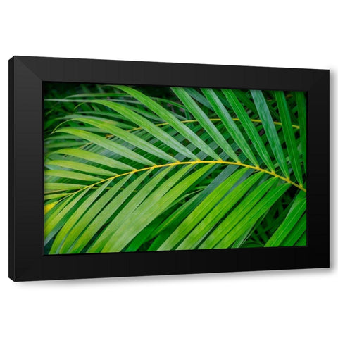 palm frond Black Modern Wood Framed Art Print with Double Matting by Engelbrecht, Lisa S.