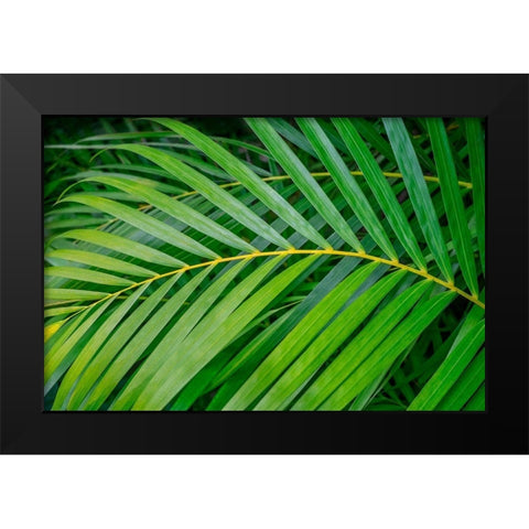 palm frond Black Modern Wood Framed Art Print by Engelbrecht, Lisa S.