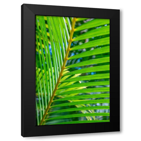 Palm frond Black Modern Wood Framed Art Print by Engelbrecht, Lisa S.