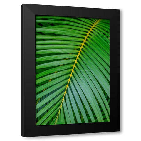 Palm fronds Black Modern Wood Framed Art Print by Engelbrecht, Lisa S.