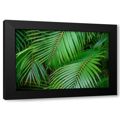 Palm fronds Black Modern Wood Framed Art Print with Double Matting by Engelbrecht, Lisa S.