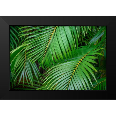 Palm fronds Black Modern Wood Framed Art Print by Engelbrecht, Lisa S.