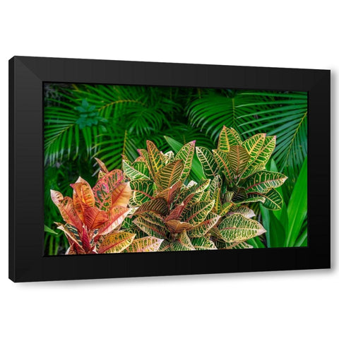 Palm fronds and Croton plants Black Modern Wood Framed Art Print with Double Matting by Engelbrecht, Lisa S.