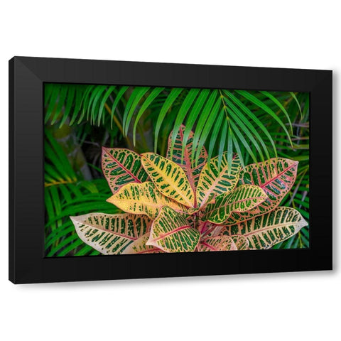 Palm fronds and Croton plants Black Modern Wood Framed Art Print by Engelbrecht, Lisa S.