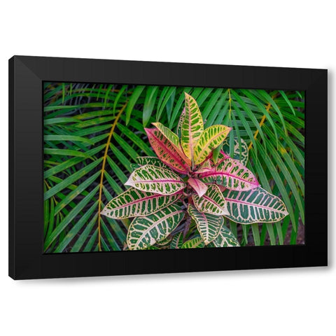 Palm fronds and Croton plants Black Modern Wood Framed Art Print by Engelbrecht, Lisa S.
