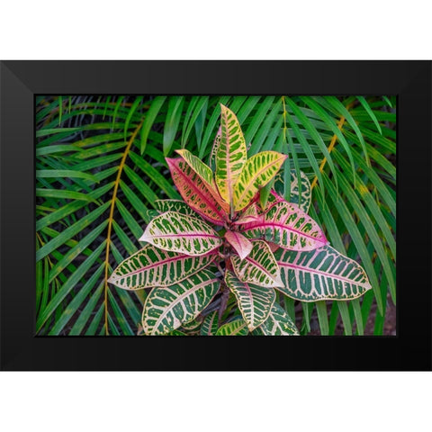 Palm fronds and Croton plants Black Modern Wood Framed Art Print by Engelbrecht, Lisa S.