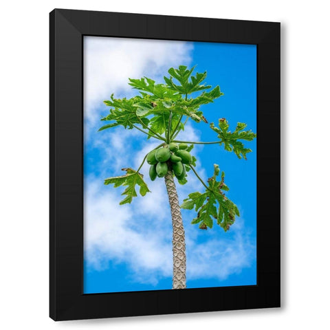 Papaya tree Black Modern Wood Framed Art Print with Double Matting by Engelbrecht, Lisa S.