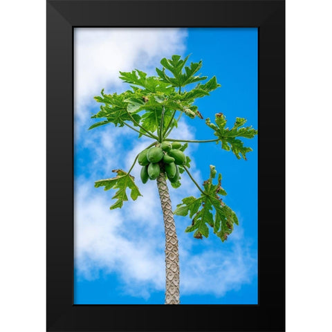 Papaya tree Black Modern Wood Framed Art Print by Engelbrecht, Lisa S.