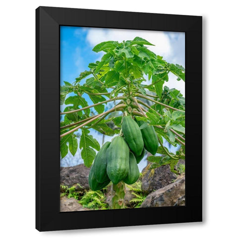 Papaya tree Black Modern Wood Framed Art Print by Engelbrecht, Lisa S.