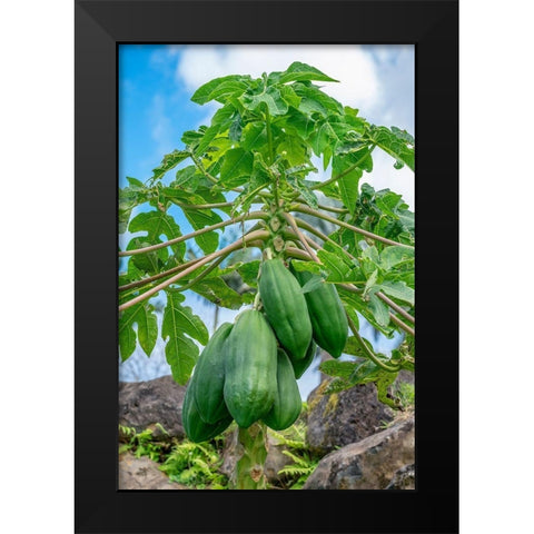 Papaya tree Black Modern Wood Framed Art Print by Engelbrecht, Lisa S.