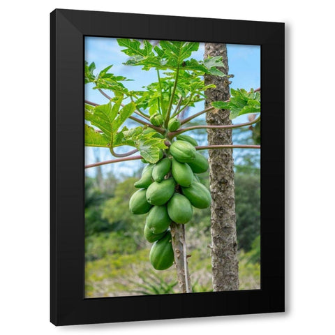 Papaya tree Black Modern Wood Framed Art Print with Double Matting by Engelbrecht, Lisa S.