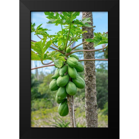 Papaya tree Black Modern Wood Framed Art Print by Engelbrecht, Lisa S.