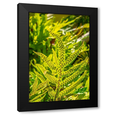 Phymatosorus grossus-Musk Fern Black Modern Wood Framed Art Print with Double Matting by Engelbrecht, Lisa S.