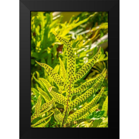 Phymatosorus grossus-Musk Fern Black Modern Wood Framed Art Print by Engelbrecht, Lisa S.