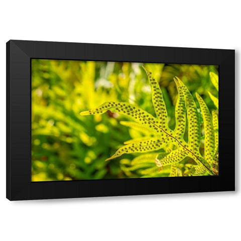 Phymatosorus grossus-Musk Fern Black Modern Wood Framed Art Print by Engelbrecht, Lisa S.
