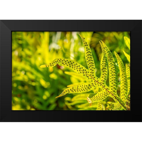 Phymatosorus grossus-Musk Fern Black Modern Wood Framed Art Print by Engelbrecht, Lisa S.