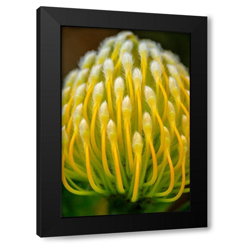 Pincushion flower Black Modern Wood Framed Art Print with Double Matting by Engelbrecht, Lisa S.
