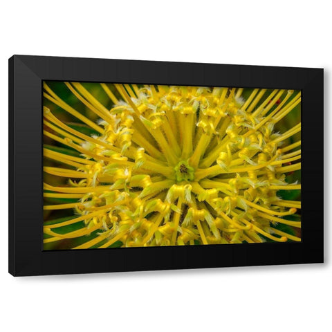 Pincushion flower Black Modern Wood Framed Art Print with Double Matting by Engelbrecht, Lisa S.